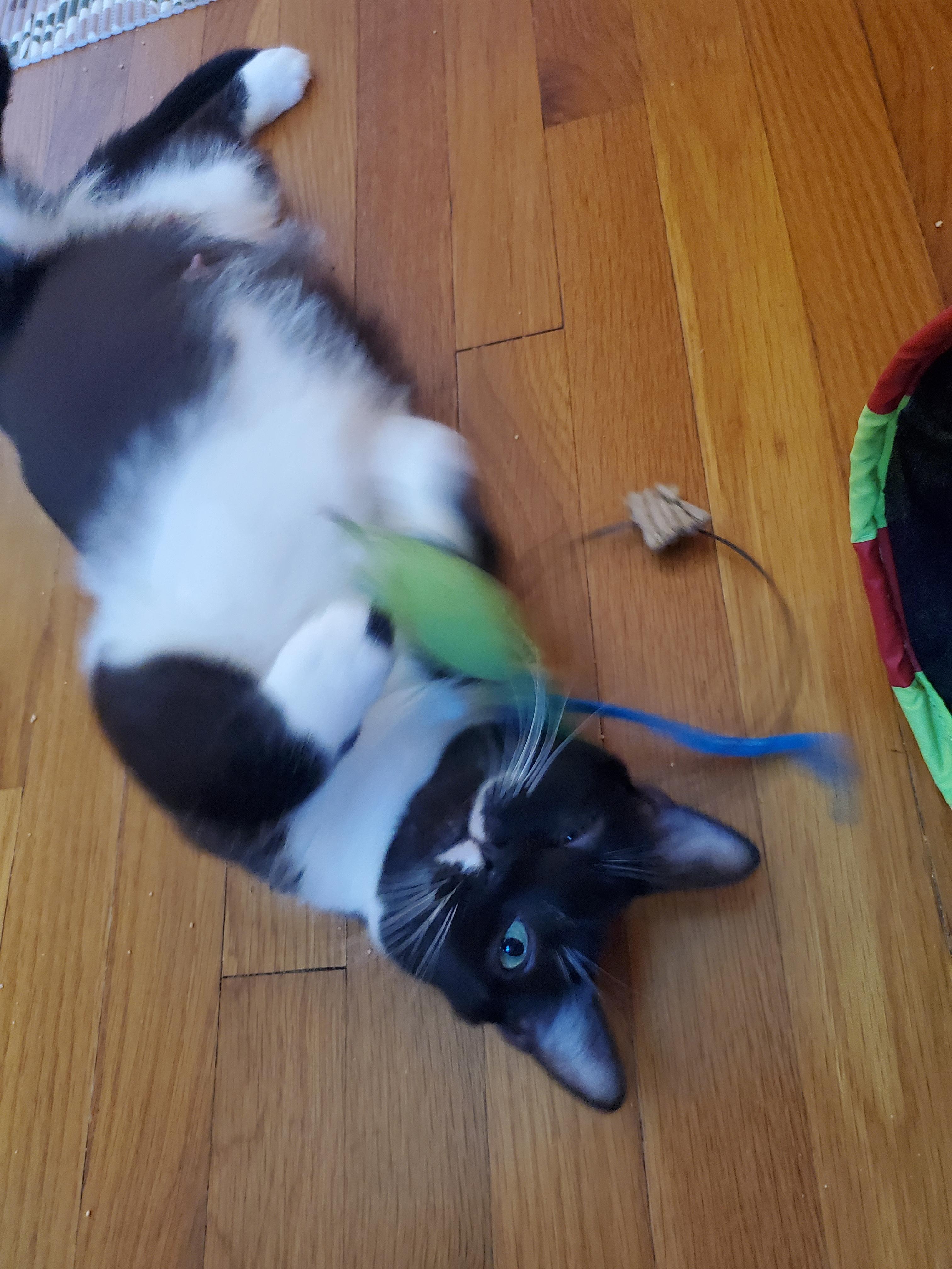 Enlarge Olivia and Penny, a ADOPTABLE mixed breed in Medford, MA image 5/5