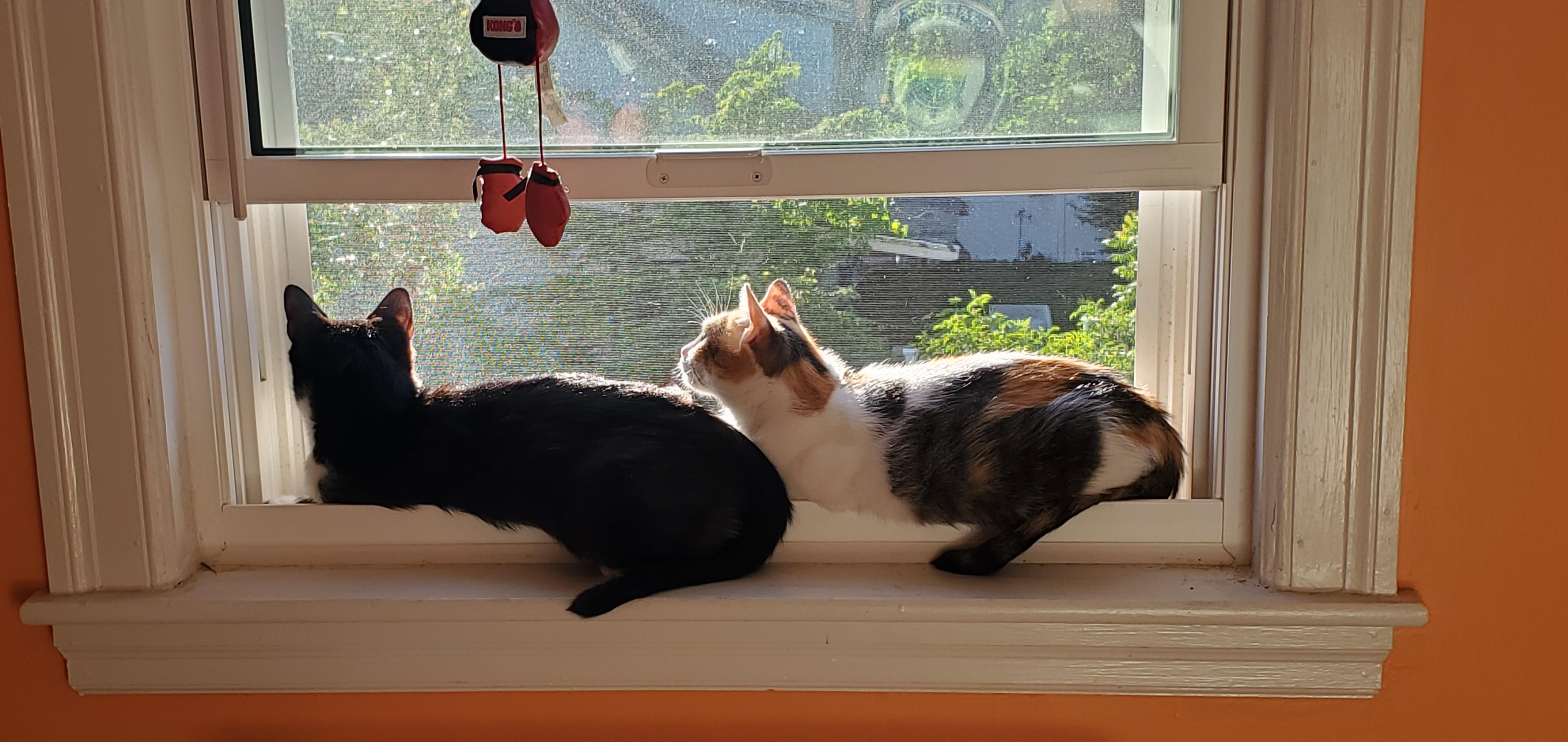 Olivia and Penny, ADOPTABLE, Young Female Tuxedo & Calico.