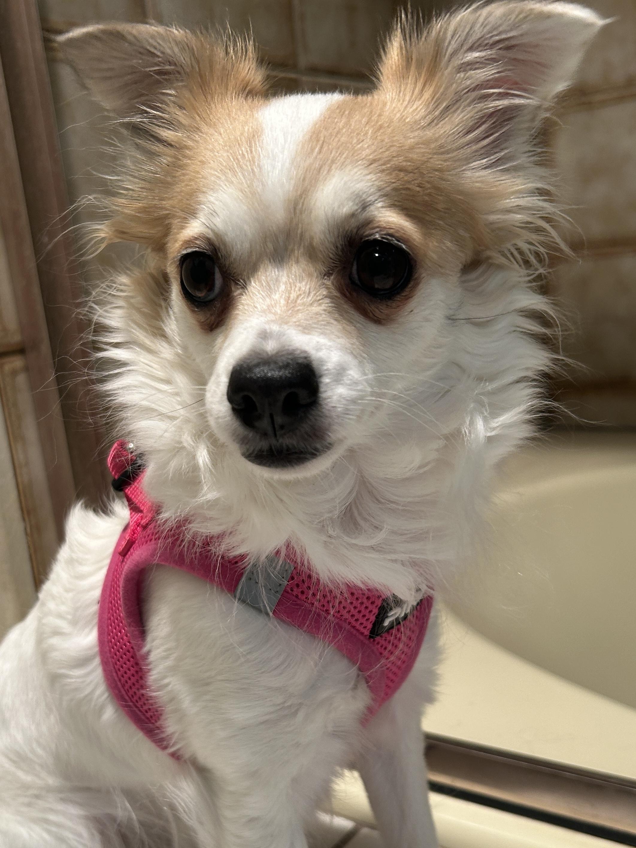 Enlarge SUZIE Q, a ADOPTABLE Chihuahua in El Cajon, CA image 6/6