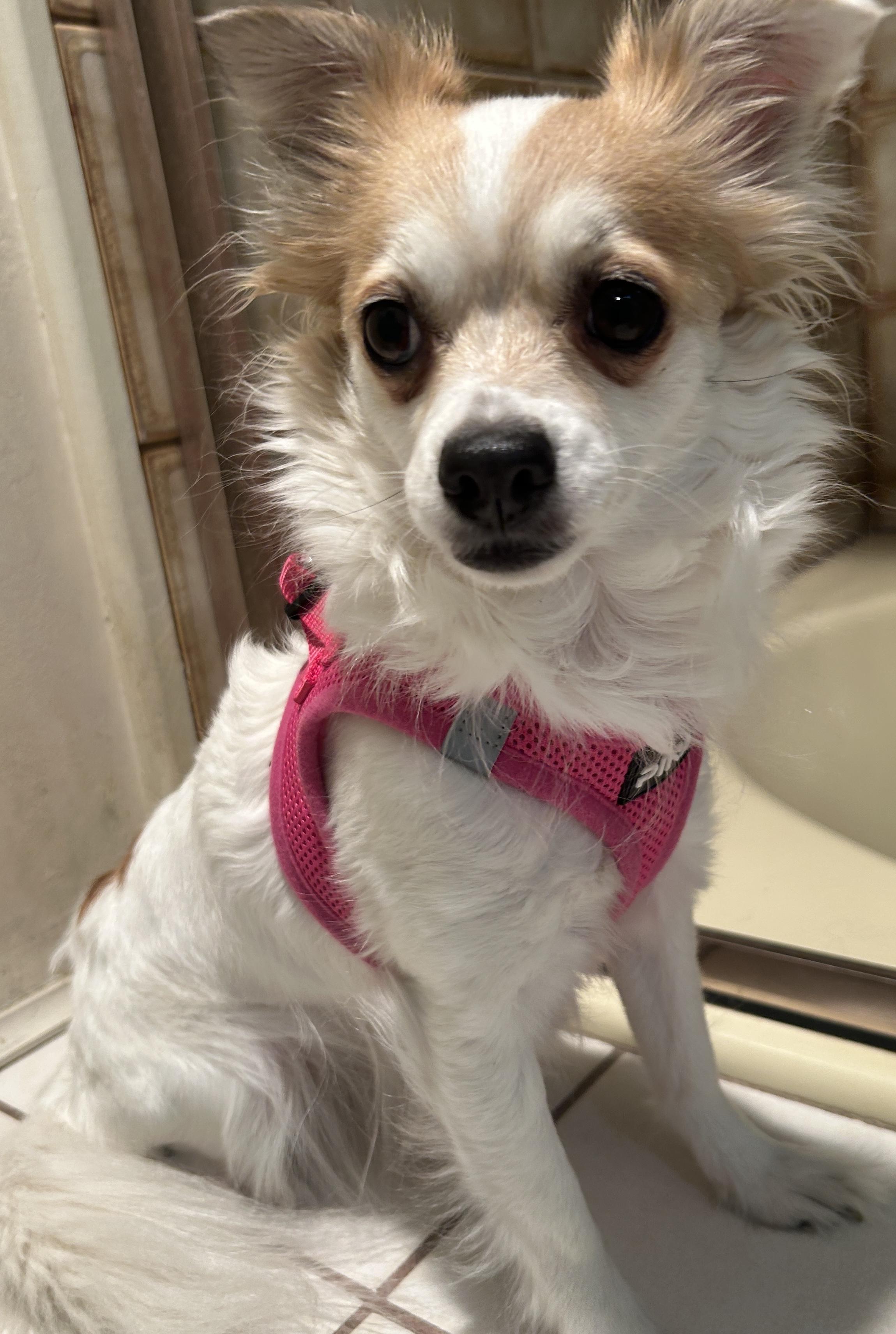 Enlarge SUZIE Q, a ADOPTABLE Chihuahua in El Cajon, CA image 4/6