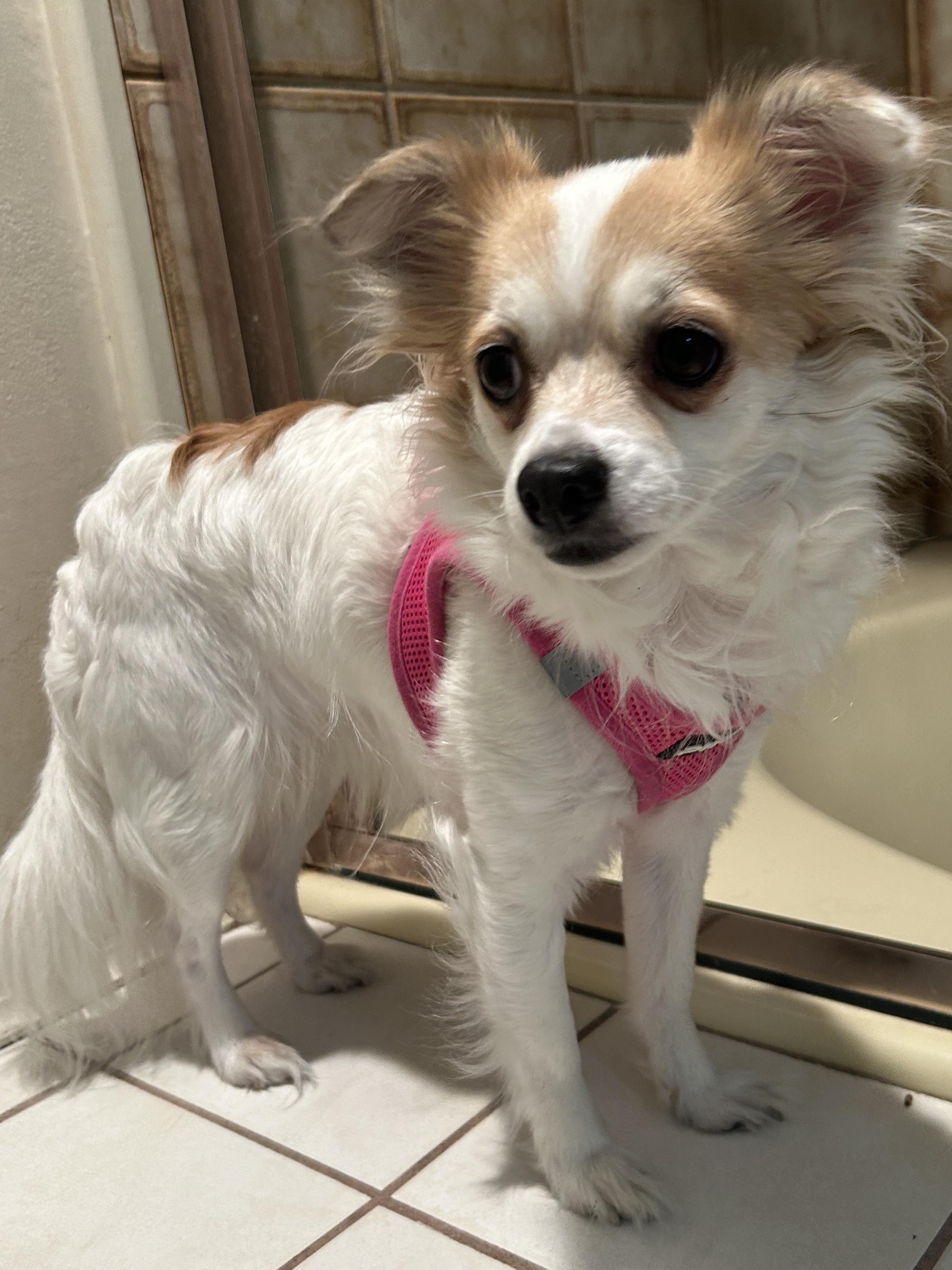 Enlarge SUZIE Q, a ADOPTABLE Chihuahua in El Cajon, CA image 5/6