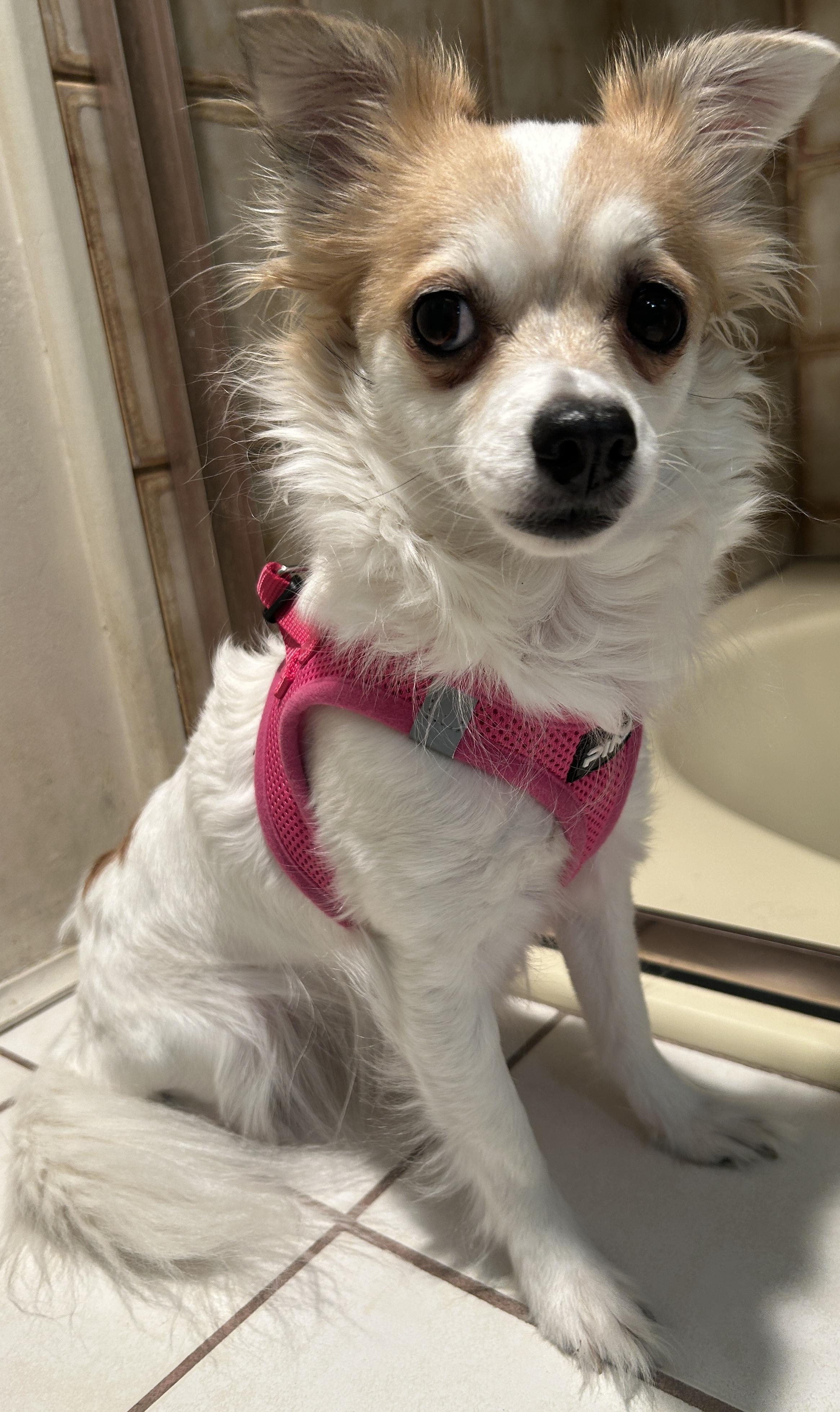Enlarge SUZIE Q, a ADOPTABLE Chihuahua in El Cajon, CA image 2/6