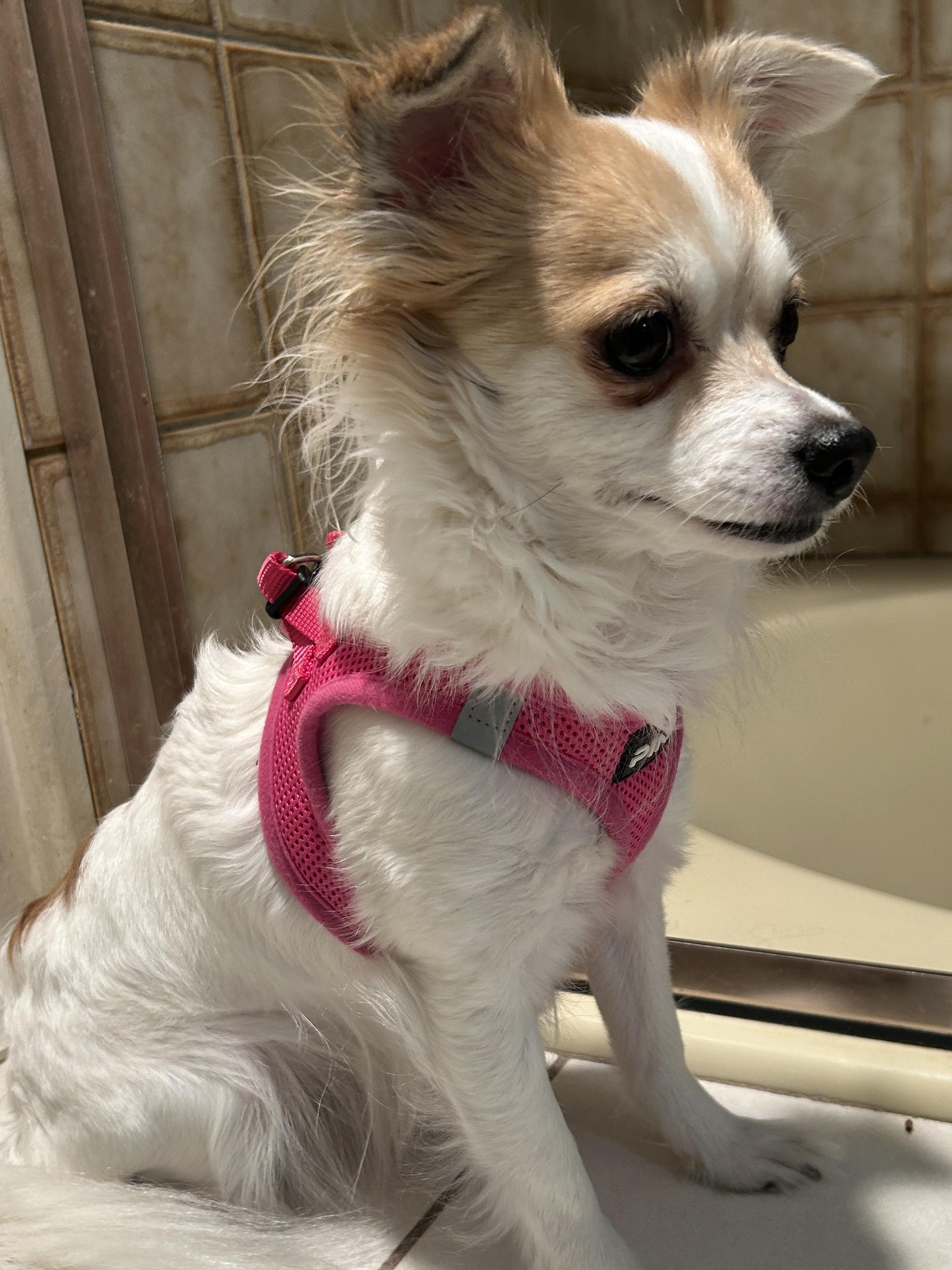 Enlarge SUZIE Q, a ADOPTABLE Chihuahua in El Cajon, CA image 3/6