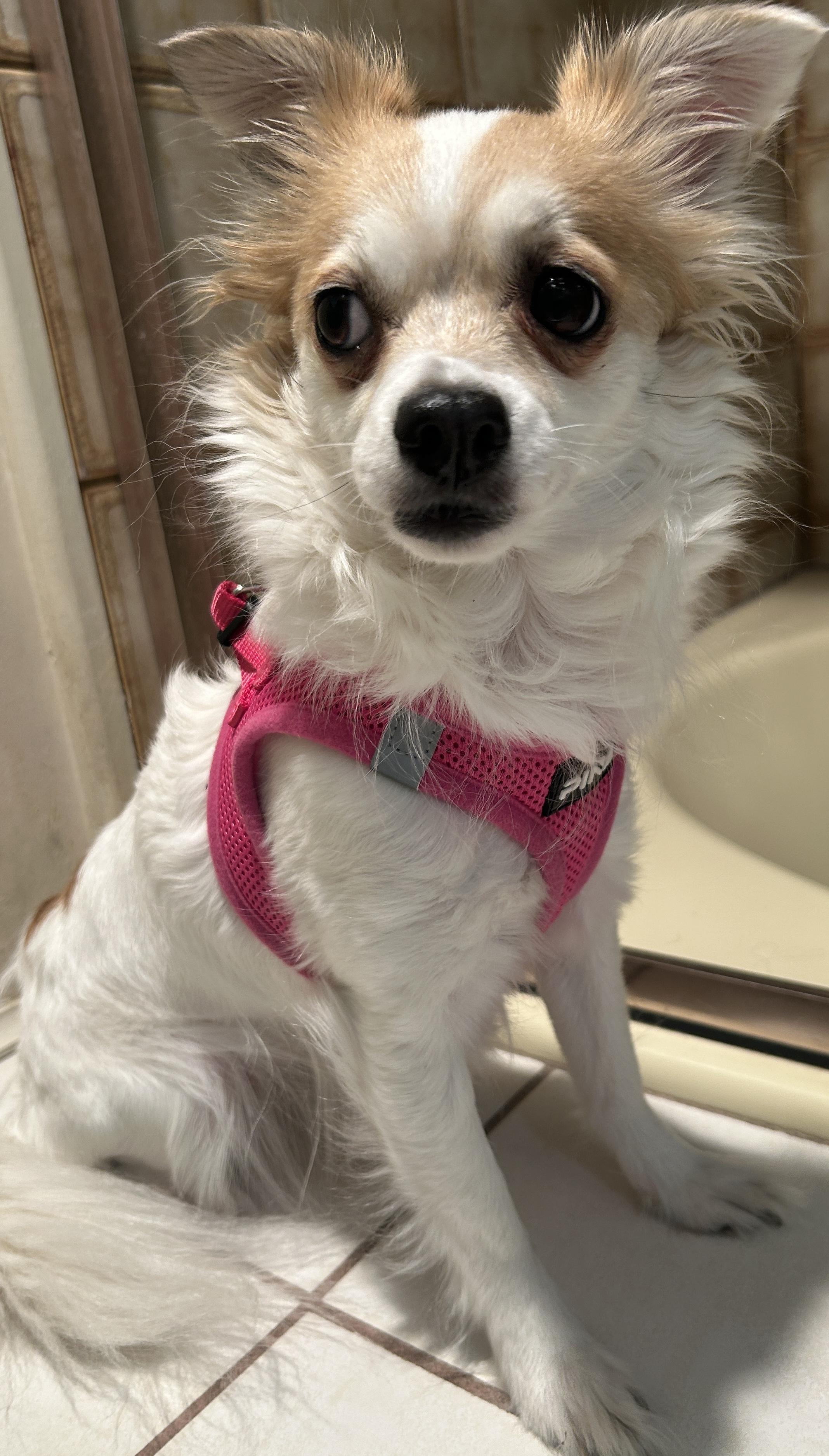 SUZIE Q, ADOPTABLE, Adult Female Chihuahua.