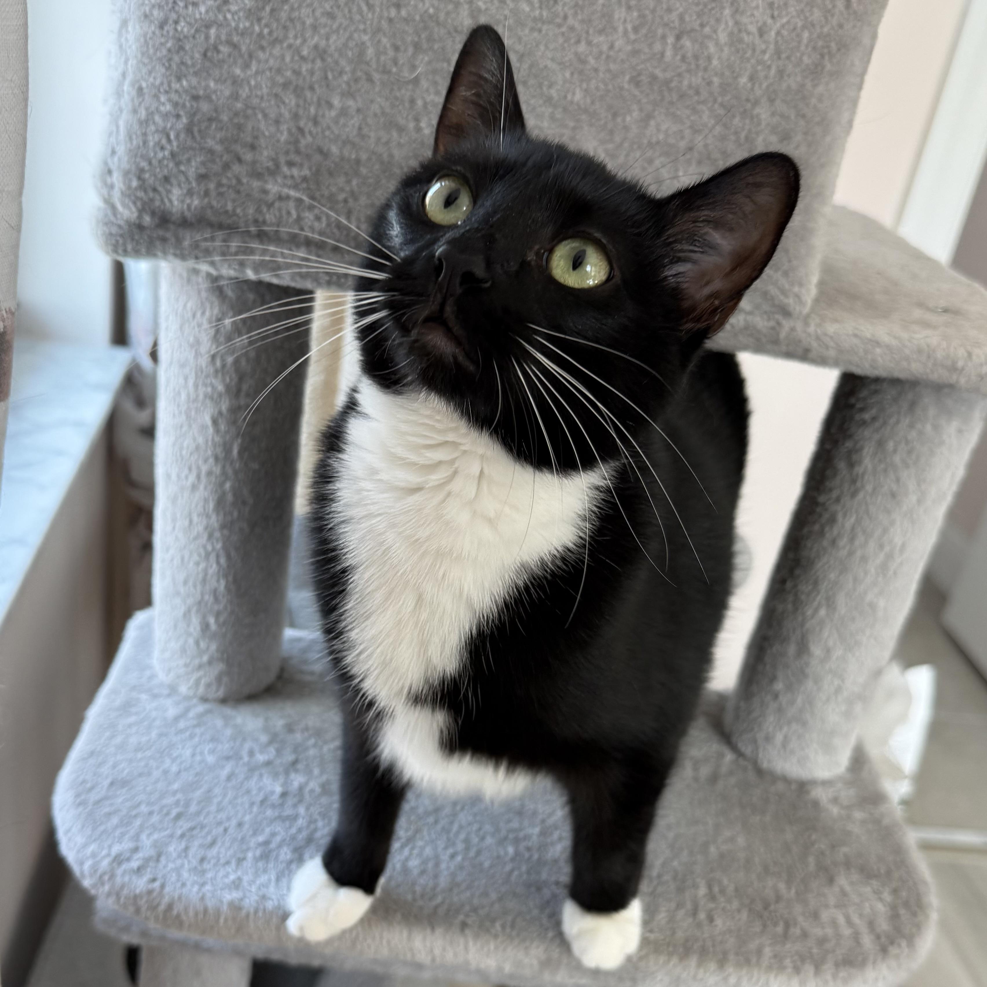 Chanel, a ADOPTABLE Domestic Short Hair in Parkland, FL image 2/3