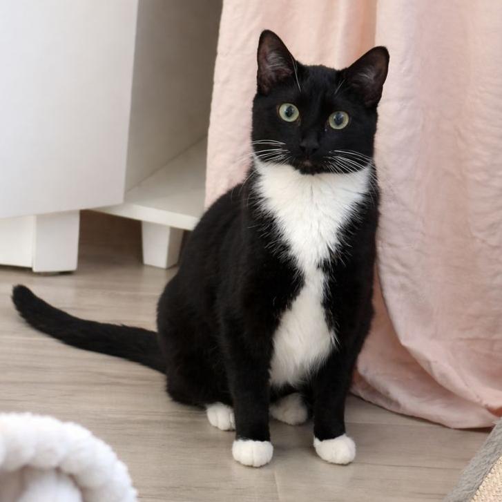 Enlarge Chanel, a ADOPTABLE Domestic Short Hair in Parkland, FL image 1/1