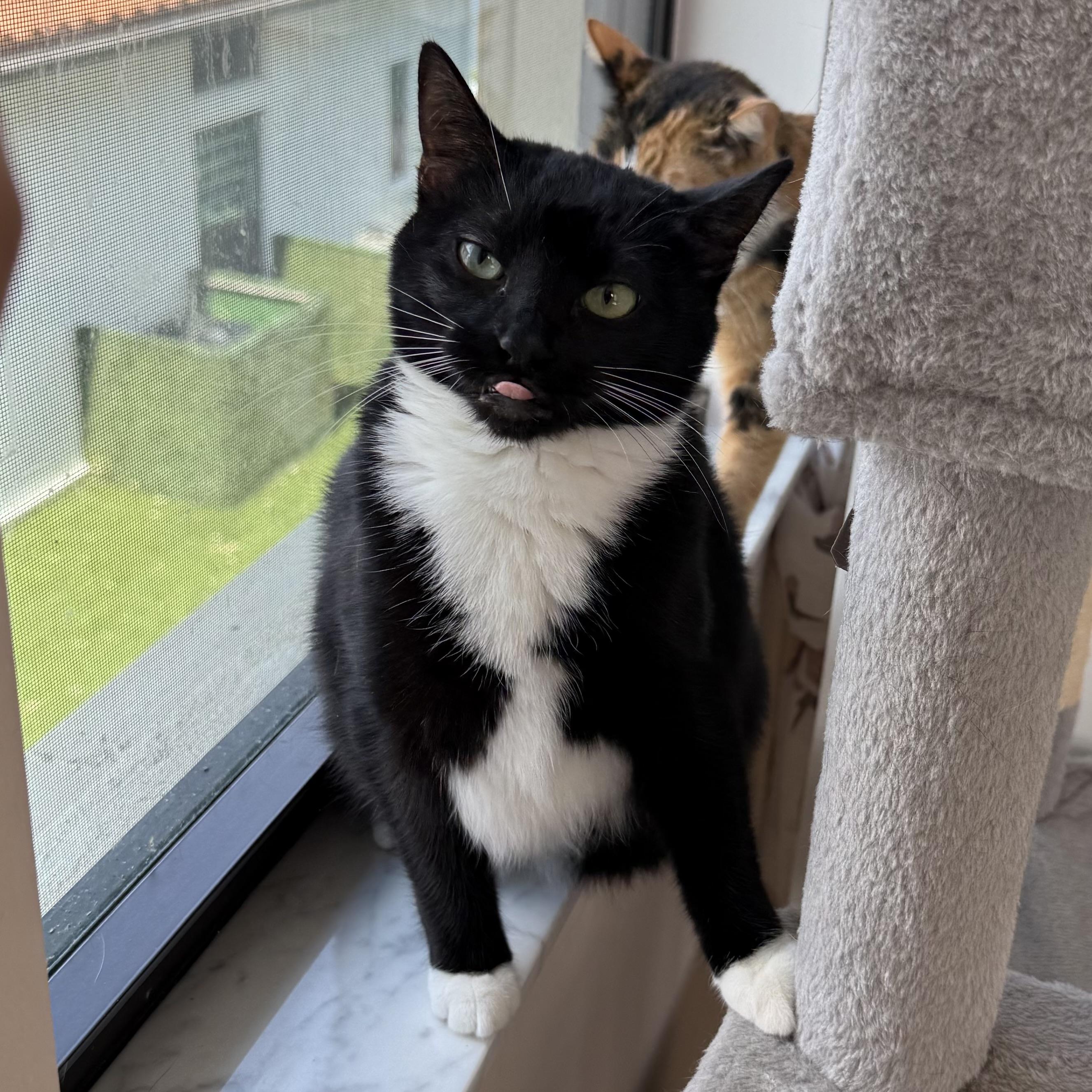 Chanel, ADOPTABLE, Young Female Domestic Short Hair.