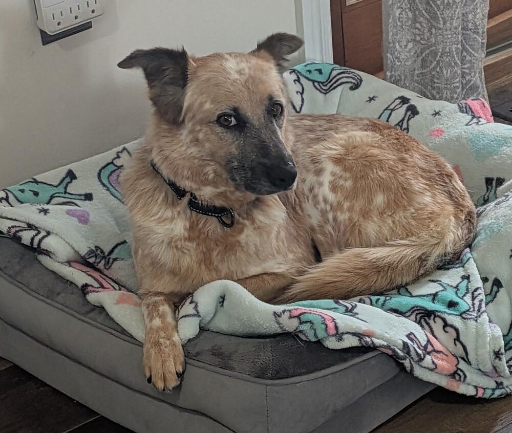 Lissy 1376, Adoptable, Adult Female Australian Cattle Dog / Blue Heeler & Australian Cattle Dog / Blue Heeler.