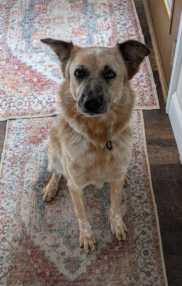Enlarge Lissy 1376, a Adoptable mixed breed in Plymouth, MI image 2/6
