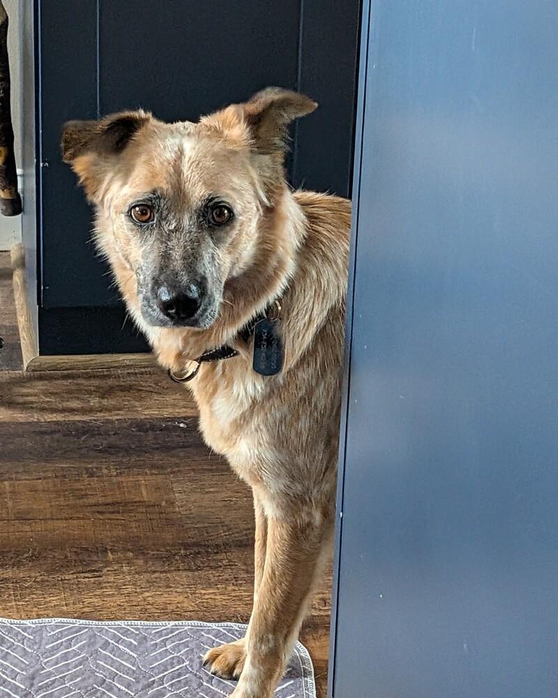 Enlarge Lissy 1376, a Adoptable mixed breed in Plymouth, MI image 3/6