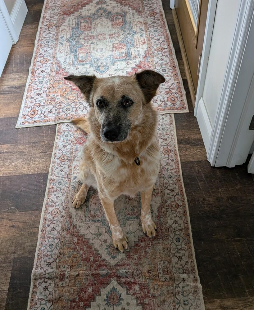 Enlarge Lissy 1376, a Adoptable mixed breed in Plymouth, MI image 4/6