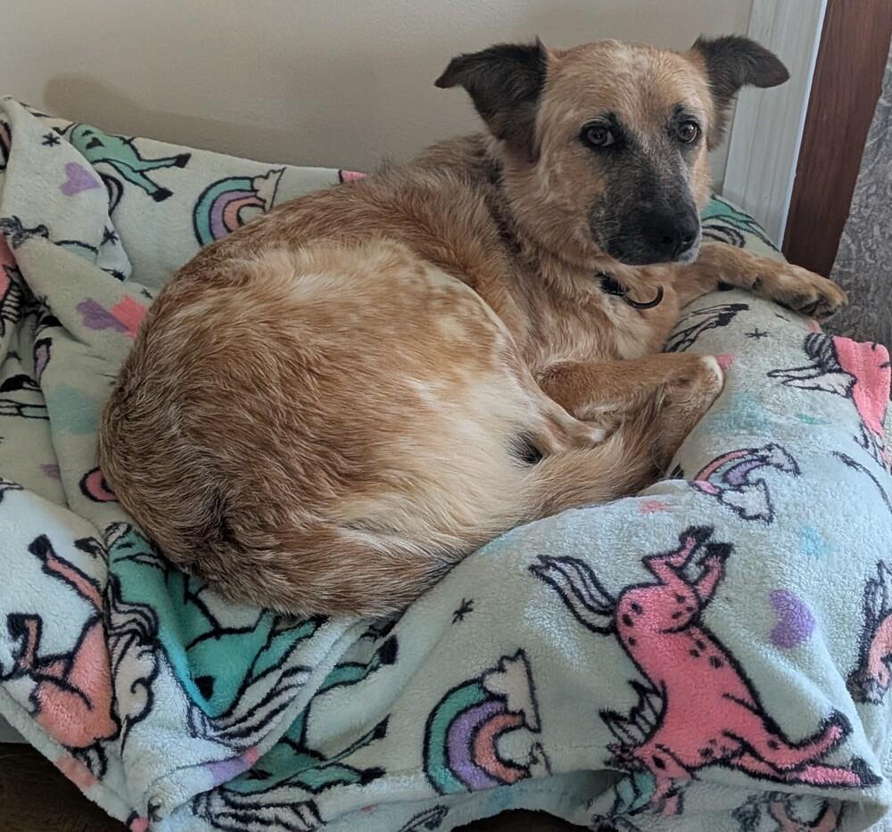 Enlarge Lissy 1376, a Adoptable mixed breed in Plymouth, MI image 5/6