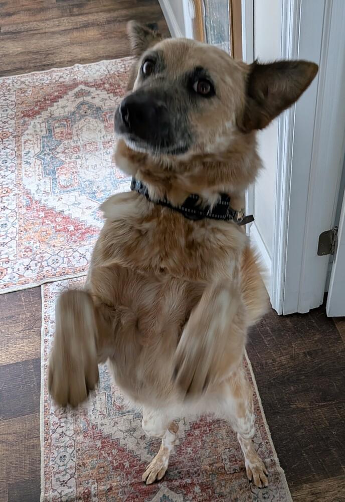 Enlarge Lissy 1376, a Adoptable mixed breed in Plymouth, MI image 6/6
