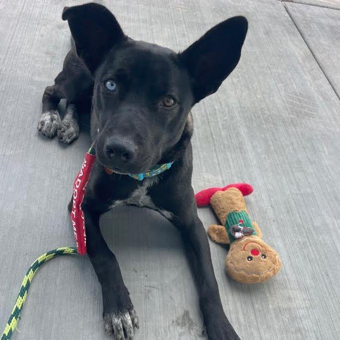 Chili, Adoptable, Adult Female Mixed Breed.