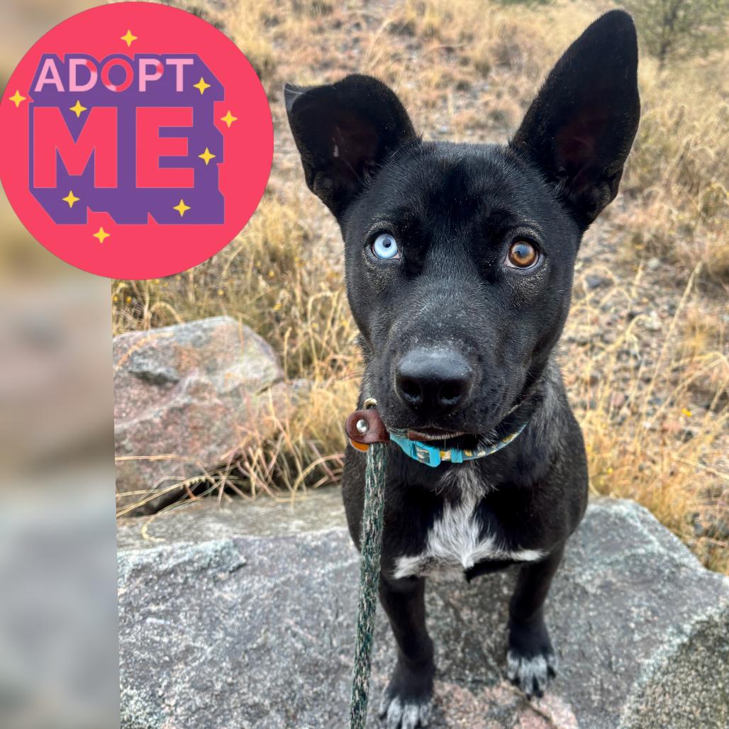 Chili, a Adoptable Mixed Breed in Prescott, AZ image 1/6