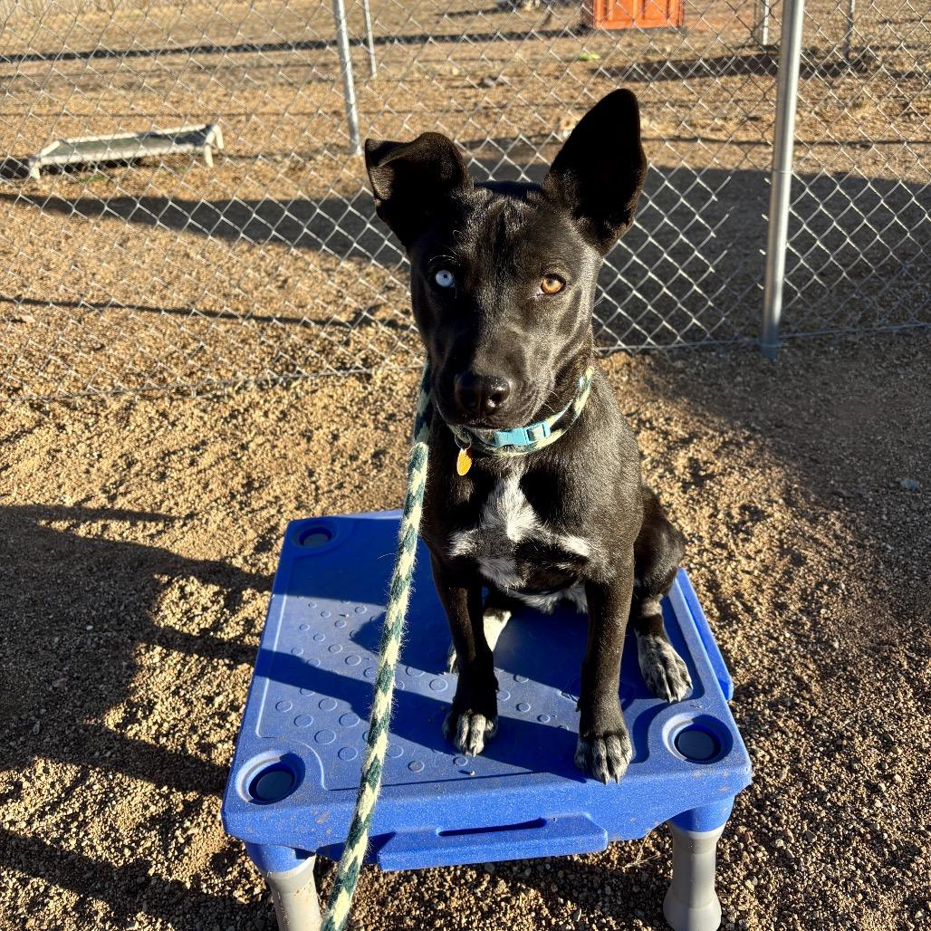 Chili, a Adoptable Mixed Breed in Prescott, AZ image 2/6