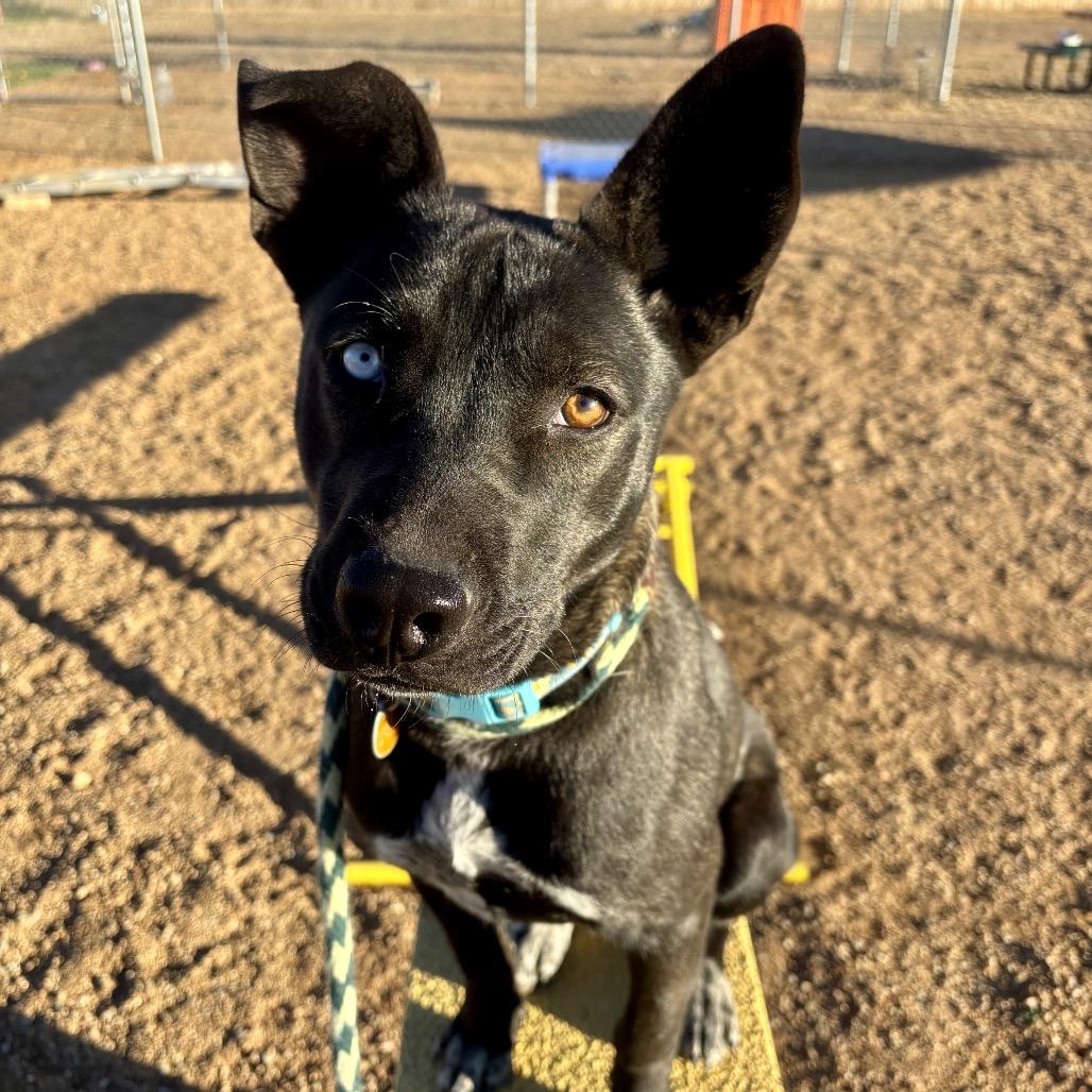 Chili, a Adoptable Mixed Breed in Prescott, AZ image 3/6