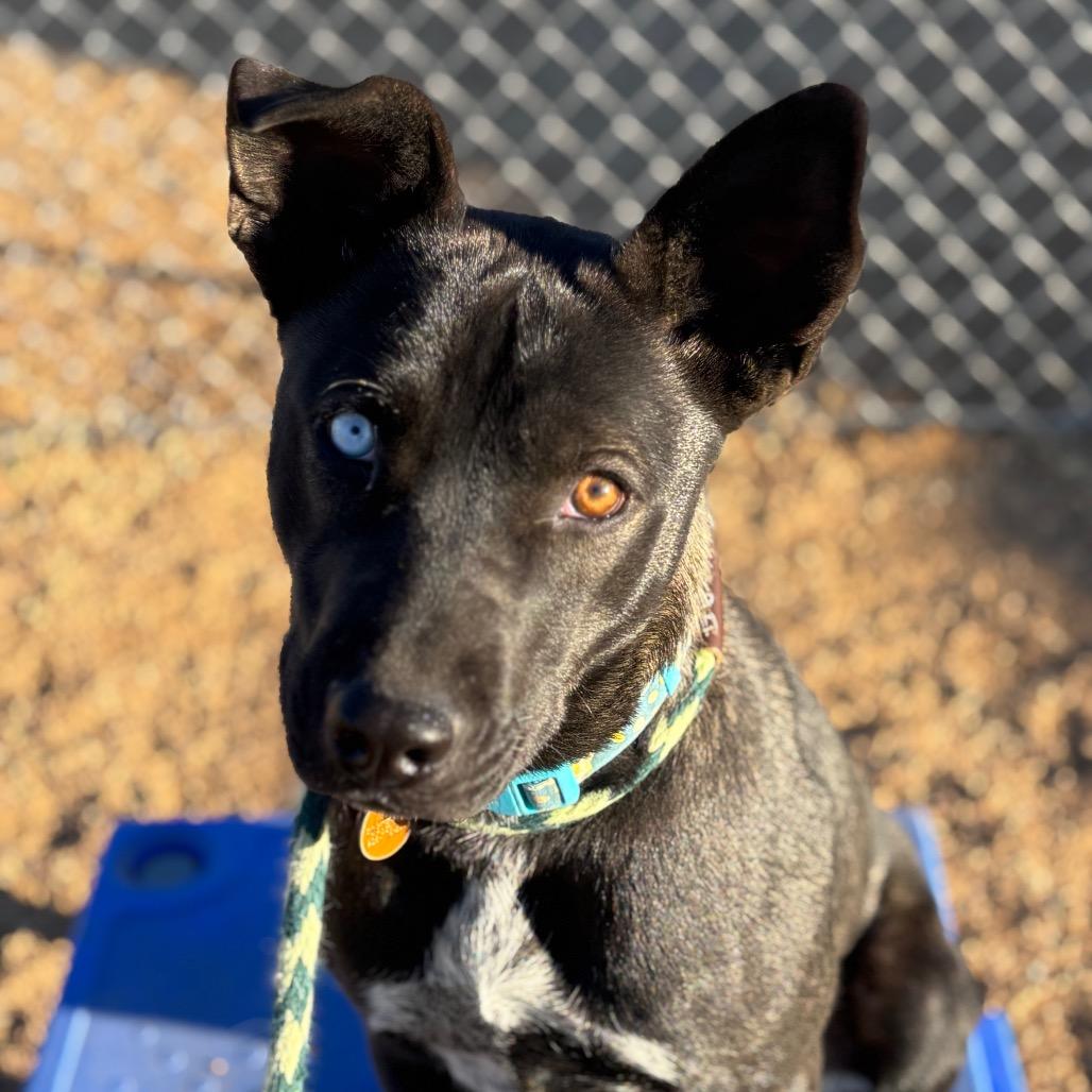 Chili, a Adoptable Mixed Breed in Prescott, AZ image 4/6