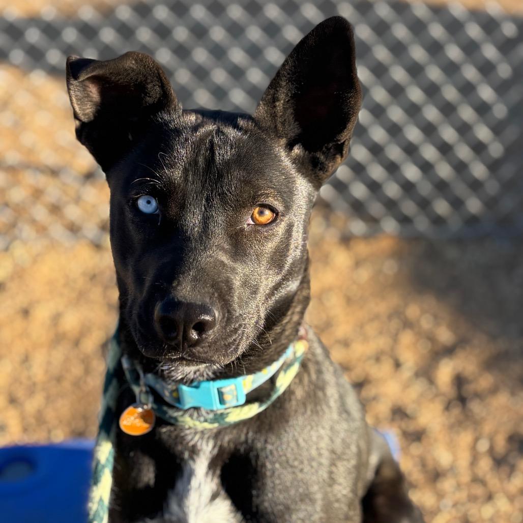 Chili, a Adoptable Mixed Breed in Prescott, AZ image 6/6