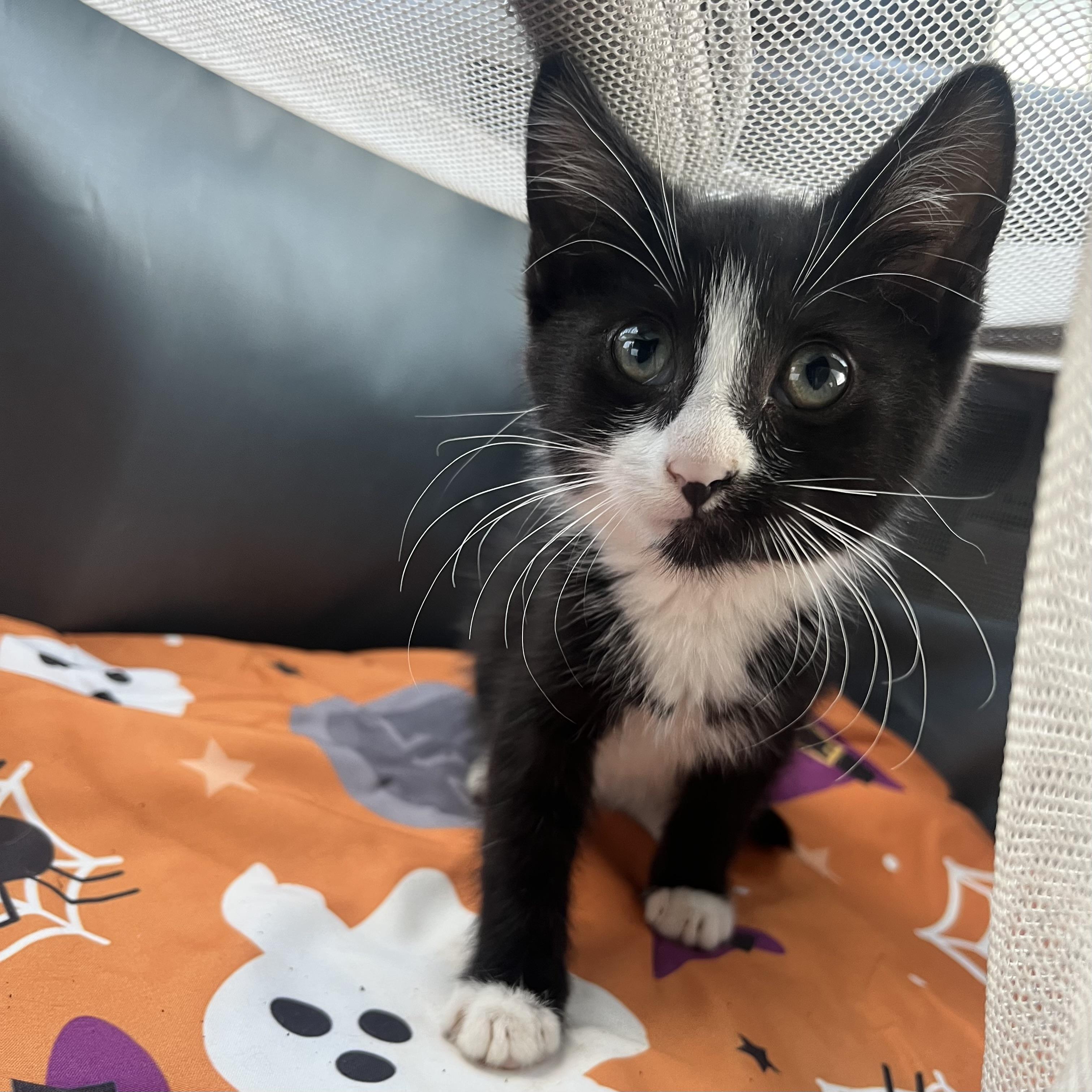 Enlarge Townes, an adopted Domestic Short Hair in Clyde, NC image 1/2