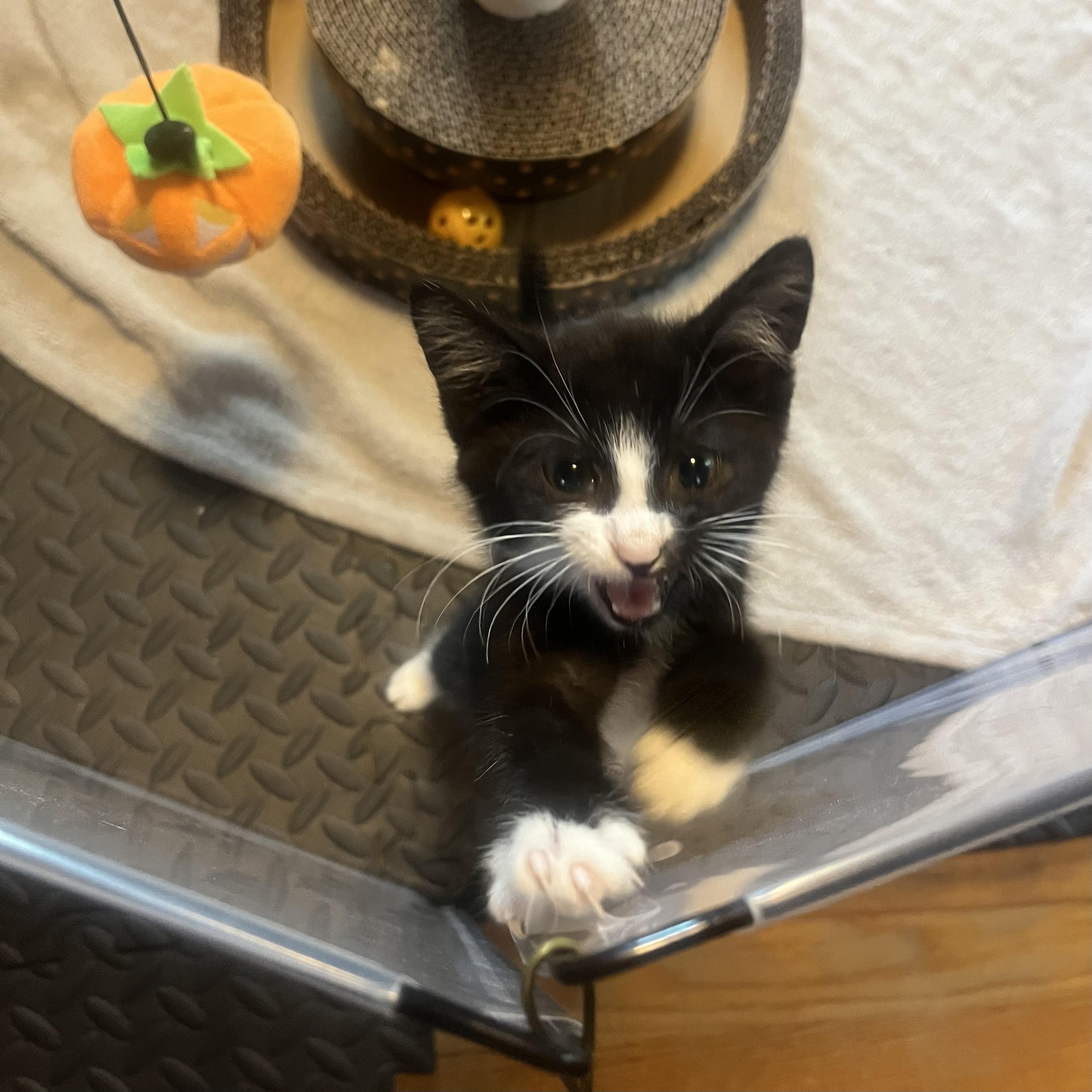Enlarge Townes, an adopted Domestic Short Hair in Clyde, NC image 2/2
