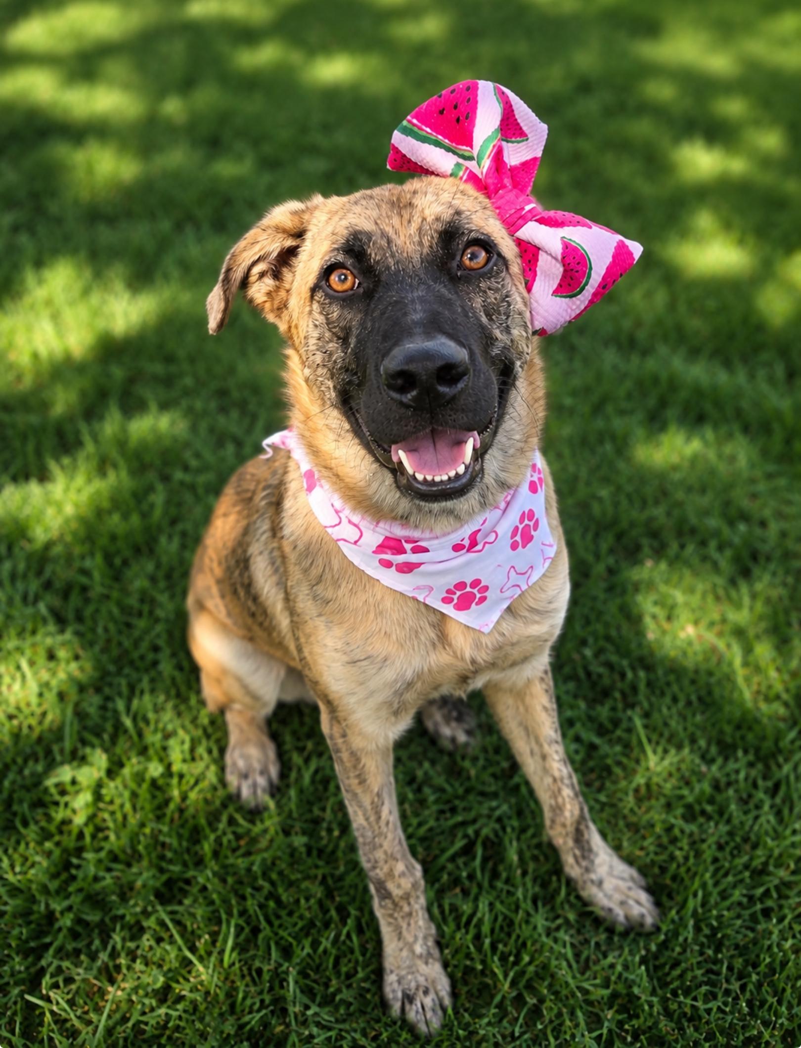 Pretty, a ADOPTABLE mixed breed in Menifee, CA image 3/6