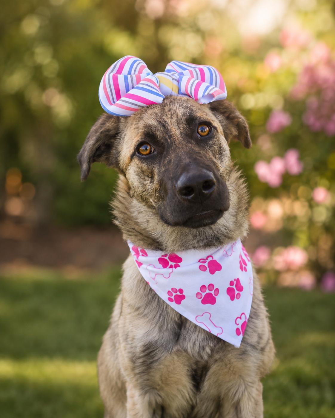Pretty, a ADOPTABLE mixed breed in Menifee, CA image 2/6