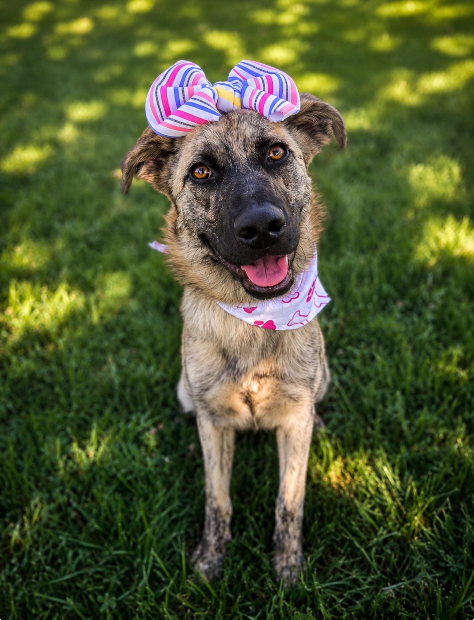 Pretty, a ADOPTABLE mixed breed in Menifee, CA image 4/6