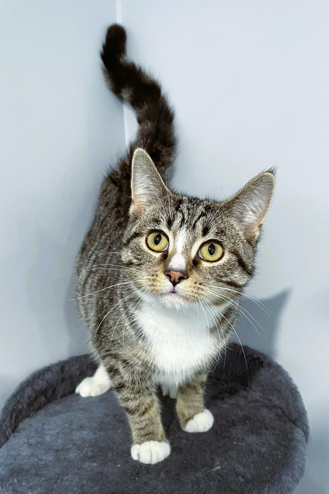 Enlarge Jules, an adopted Tabby in Markdale, ON image 1/3