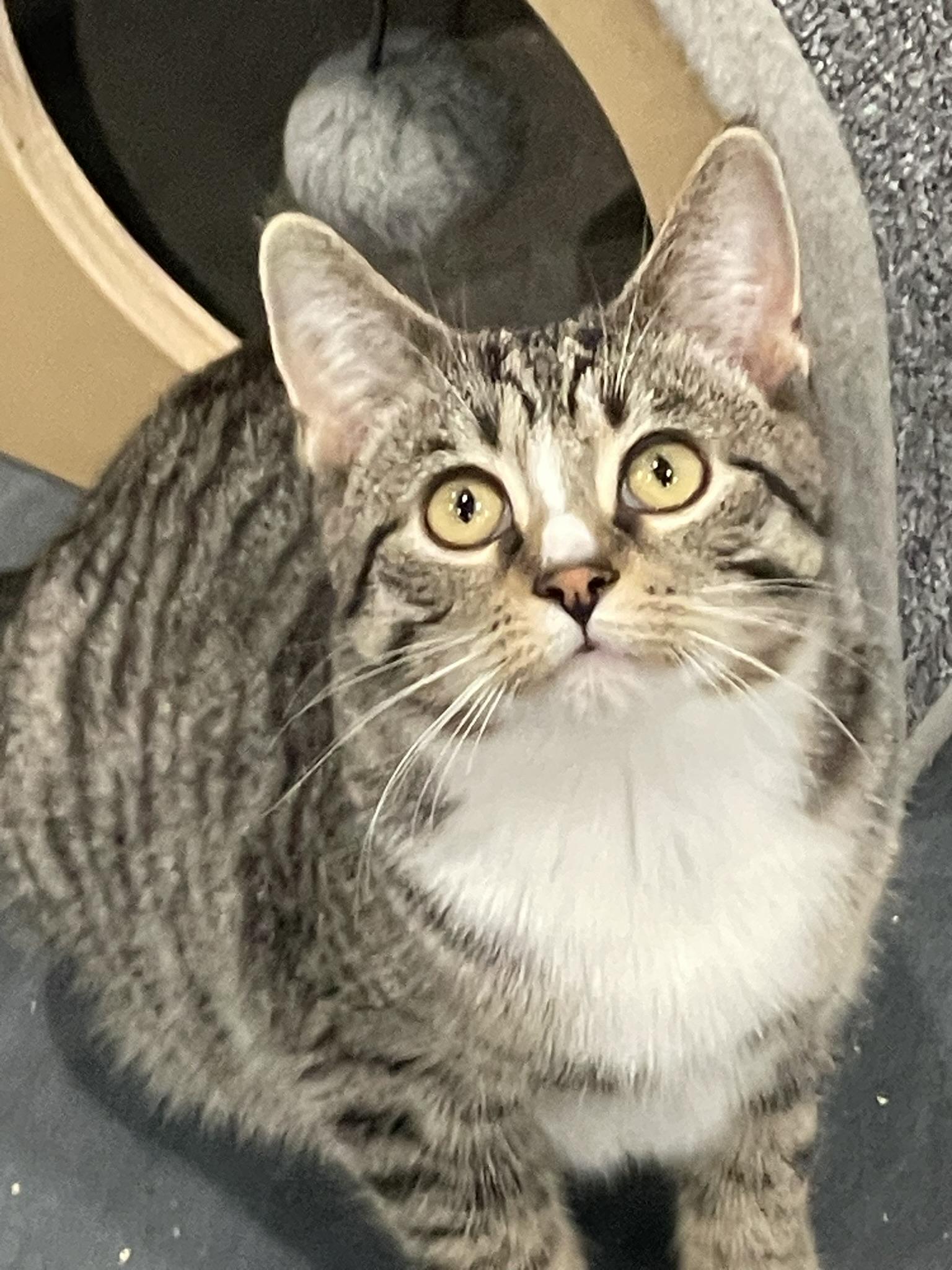 Enlarge Jules, an adopted Tabby in Markdale, ON image 2/3