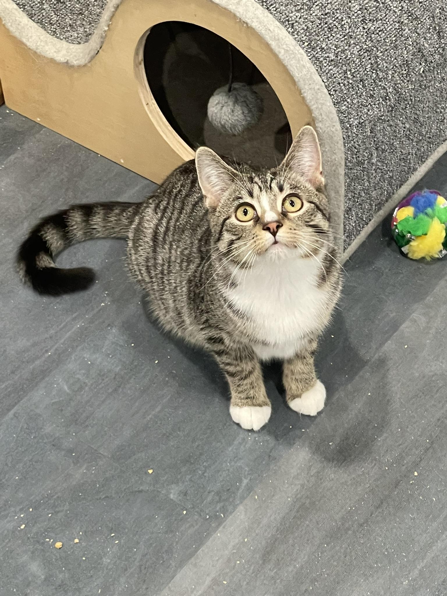 Enlarge Jules, an adopted Tabby in Markdale, ON image 3/3