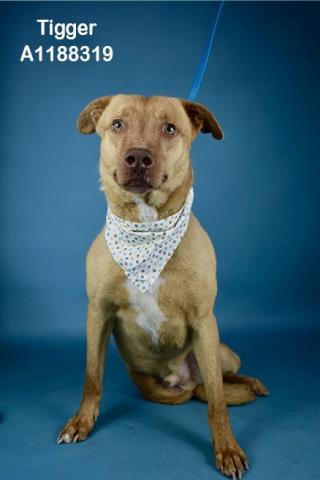 TIGGER, Adoptable, Adult Male Pit Bull Terrier & Mixed Breed.