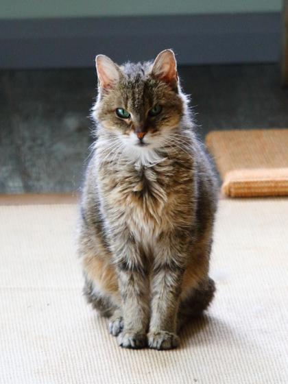 Enlarge Penny (Aline), a Adoptable mixed breed in Montreal, QC image 1/3