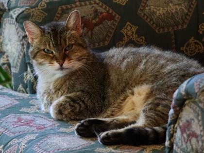Enlarge Penny (Aline), a Adoptable mixed breed in Montreal, QC image 2/3