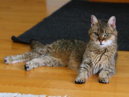 Enlarge Penny (Aline), a Adoptable mixed breed in Montreal, QC image 3/3