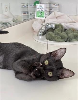 Enlarge Vida, a Adoptable Domestic Short Hair in San Francisco, CA image 1/5