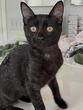 Enlarge Vida, a Adoptable Domestic Short Hair in San Francisco, CA image 2/5