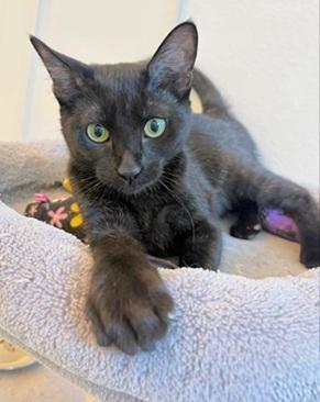 Enlarge Vida, a Adoptable Domestic Short Hair in San Francisco, CA image 3/5