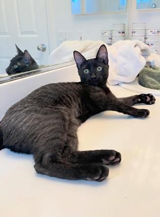 Enlarge Vida, a Adoptable Domestic Short Hair in San Francisco, CA image 4/5