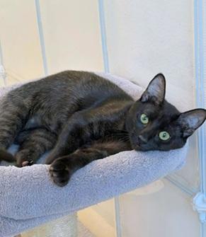 Enlarge Vida, a Adoptable Domestic Short Hair in San Francisco, CA image 5/5