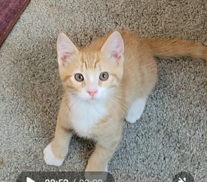 Benjamin Button, ADOPTABLE, Young Male Domestic Short Hair.