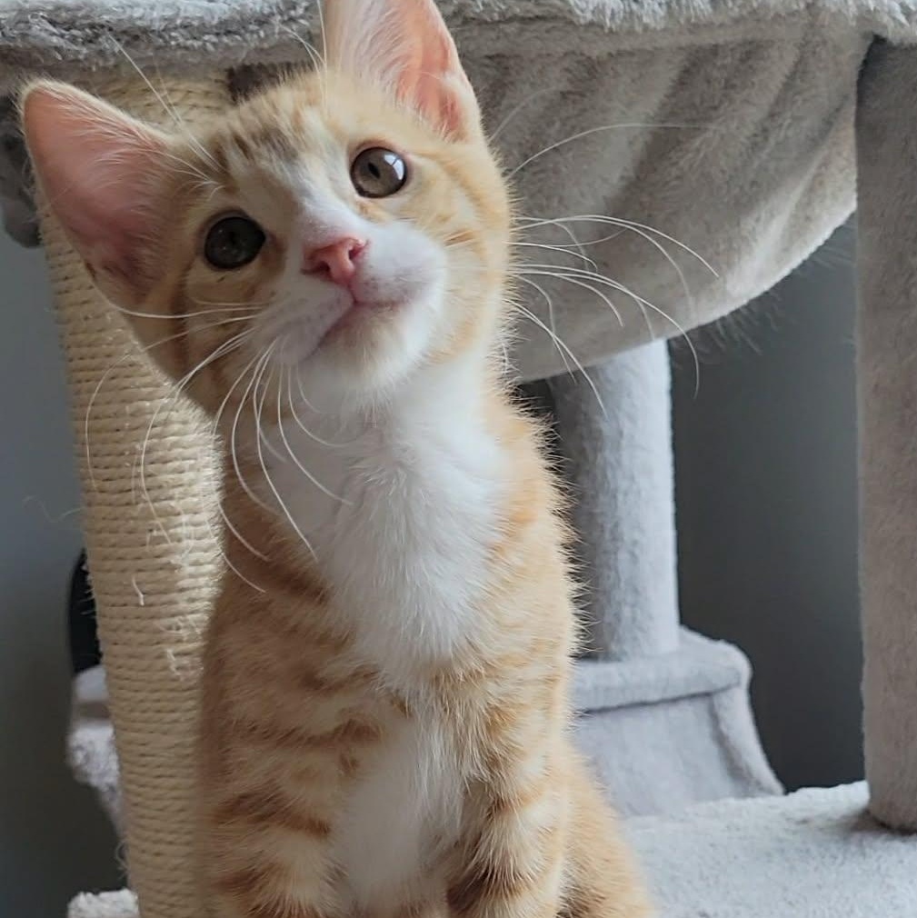 Enlarge Benjamin Button, a ADOPTABLE mixed breed in Litchfield Park, AZ image 2/2