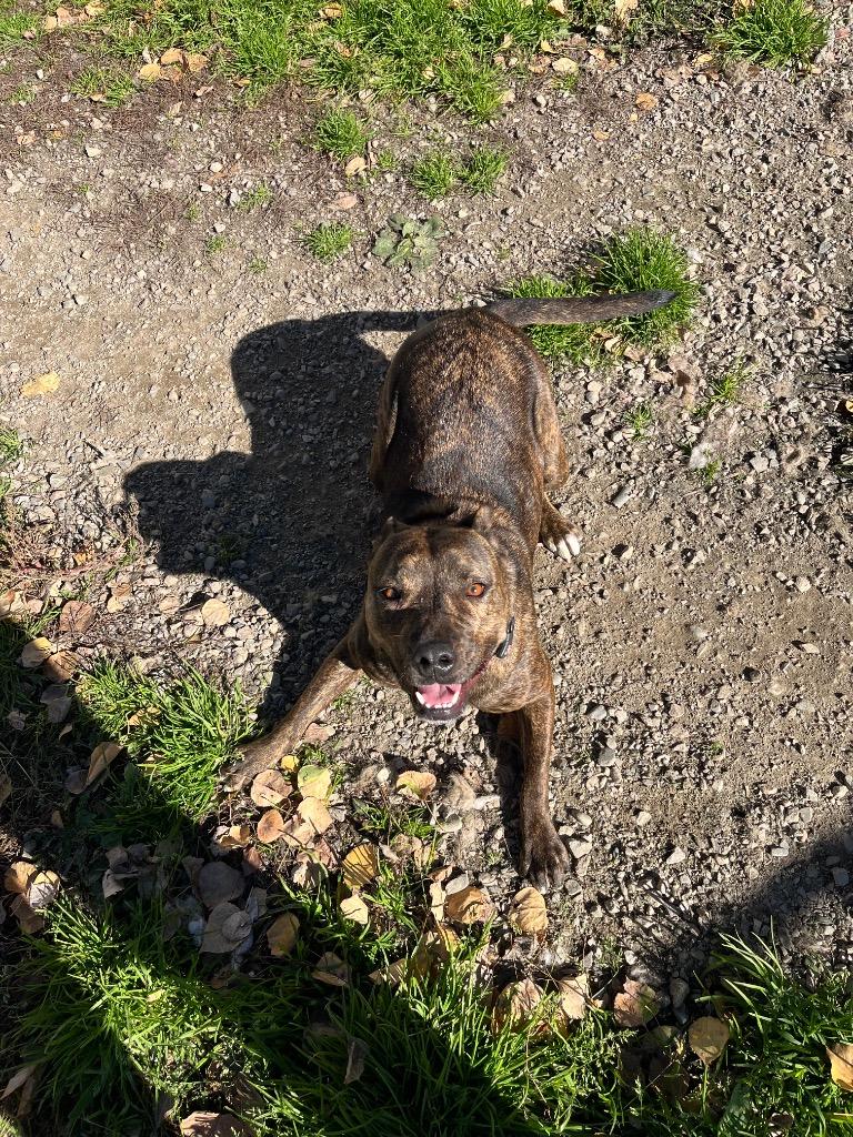 Dory, Adoptable, Young Female Pit Bull Terrier & Mixed Breed.
