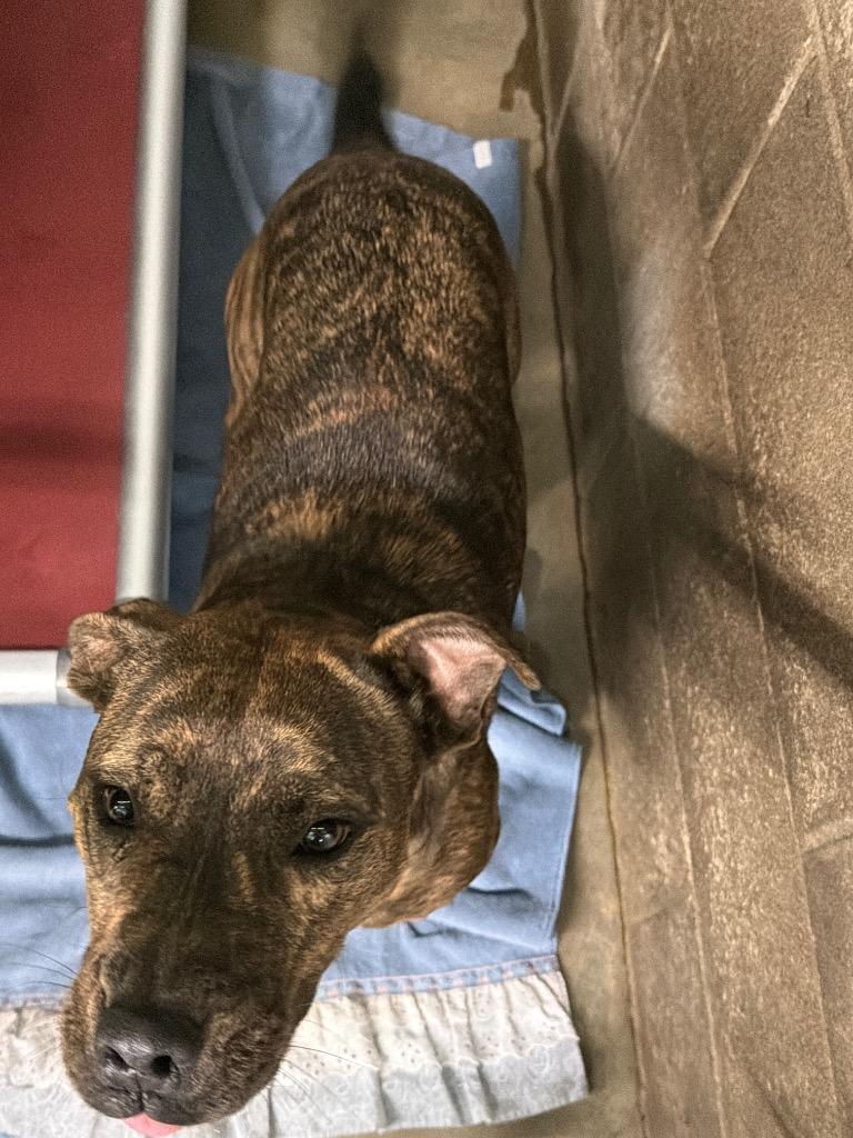 Enlarge Dory, a Adoptable mixed breed in Virginia, MN image 2/5