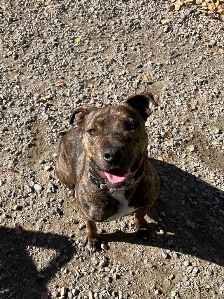 Enlarge Dory, a Adoptable mixed breed in Virginia, MN image 3/5