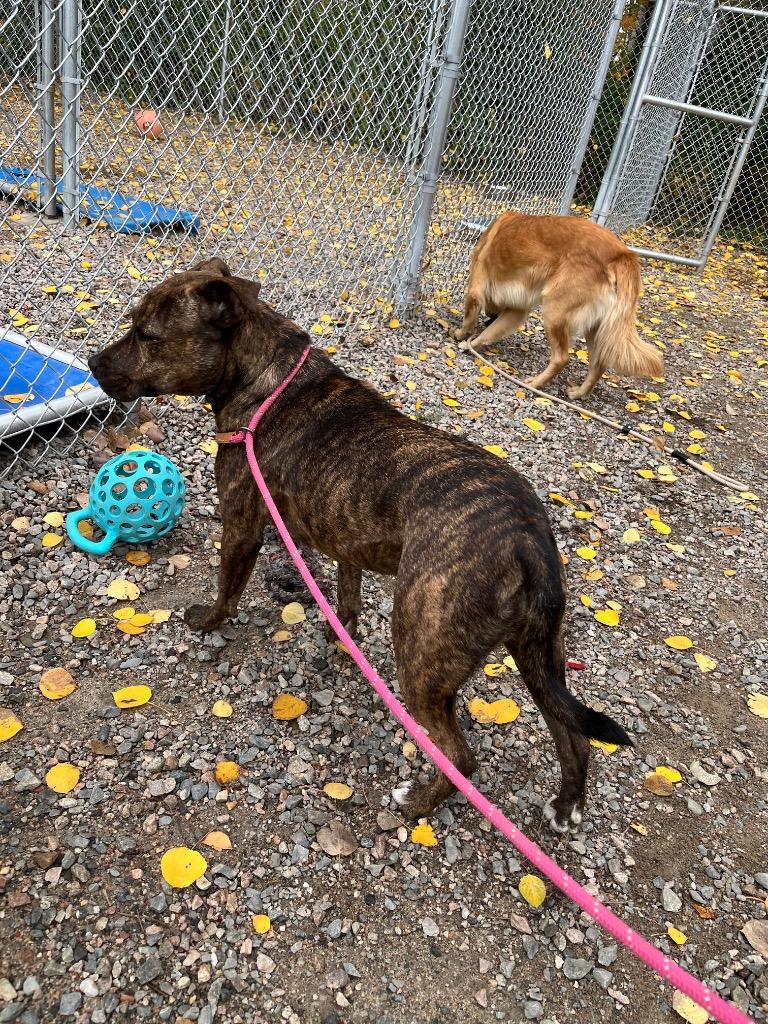 Enlarge Dory, a Adoptable mixed breed in Virginia, MN image 4/5
