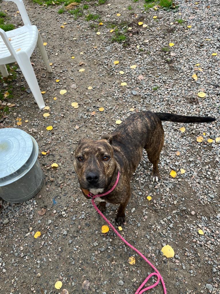 Enlarge Dory, a Adoptable mixed breed in Virginia, MN image 5/5