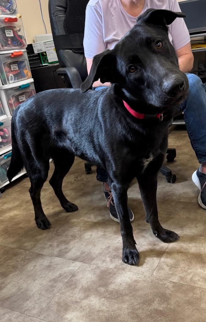 Bugsy, Adoptable, Young Male German Shepherd Dog & Labrador Retriever.