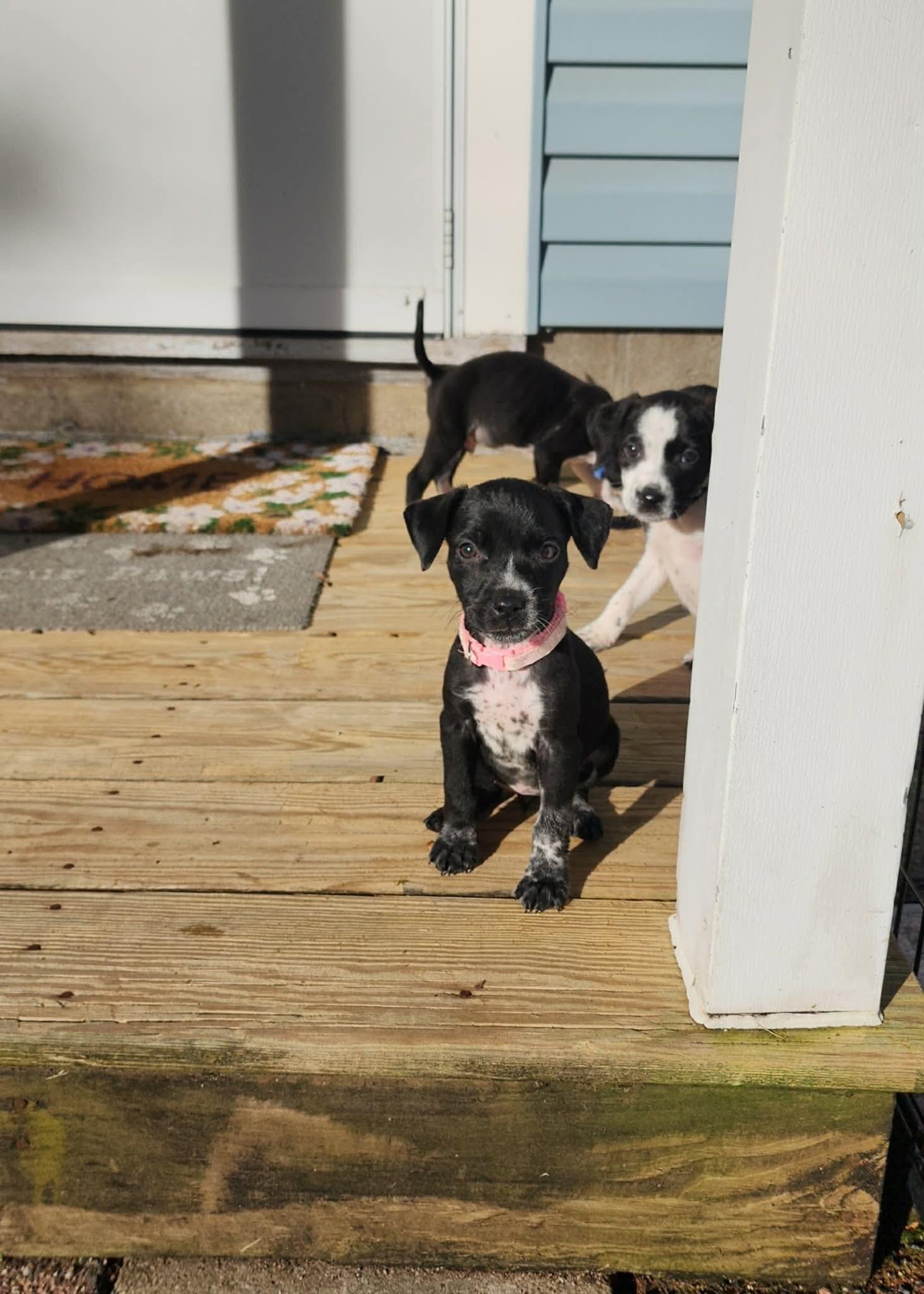Wednesday- Little Monster's Litter, Adoptable, Puppy Female Australian Cattle Dog / Blue Heeler & Boykin Spaniel.