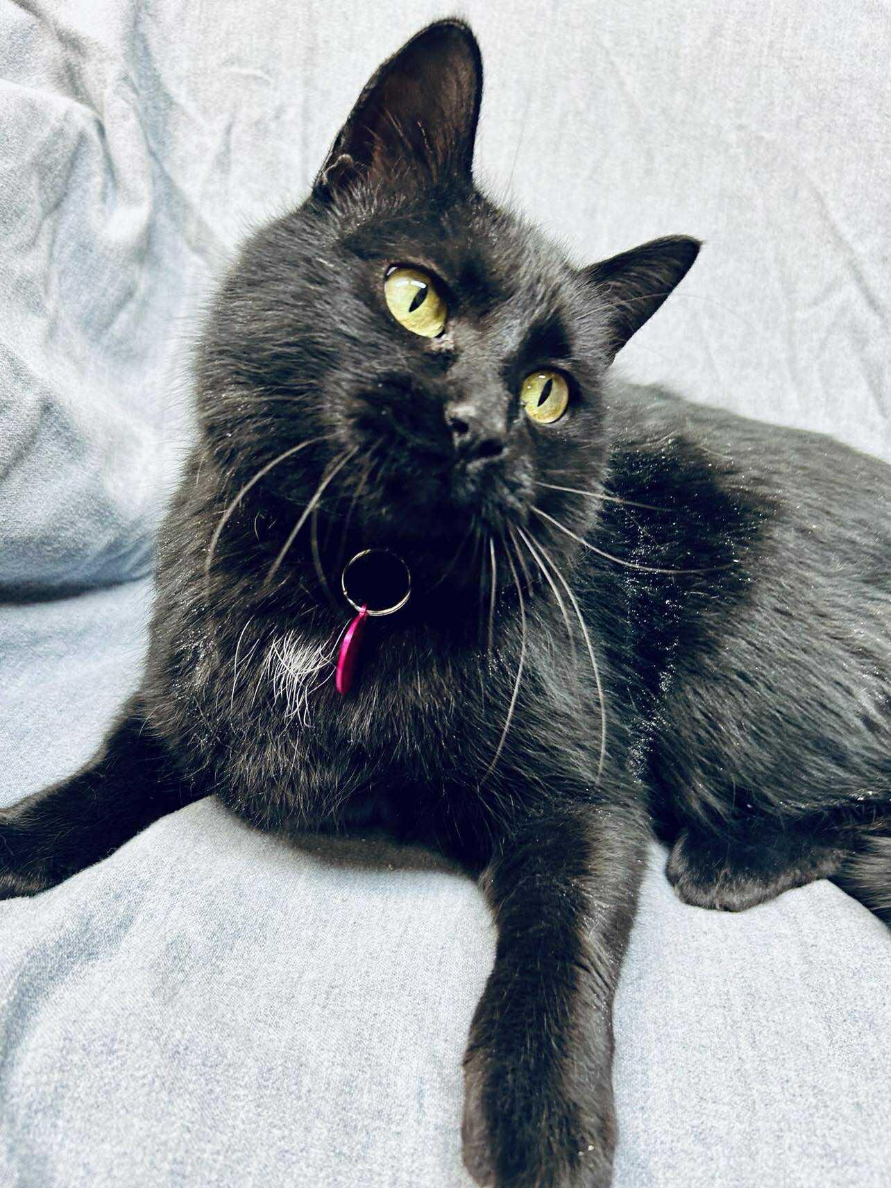 Enlarge Tove , an adoptable Domestic Short Hair in Alexandria, MN image 3/3